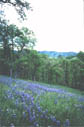 lupines on island