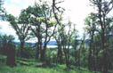oaks on island