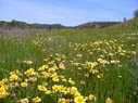 wildflowers in the valley