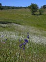 wildflowers in the valley