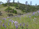 wildflowers