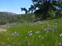 wildflowers heading down to Thompson Canyon