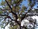 large oak