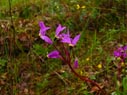 wildflower on Knoxville Ranch
