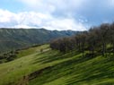 oaks with Blue Ridge in background